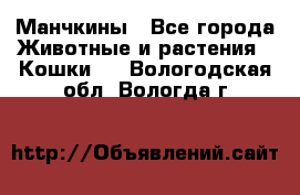 Манчкины - Все города Животные и растения » Кошки   . Вологодская обл.,Вологда г.